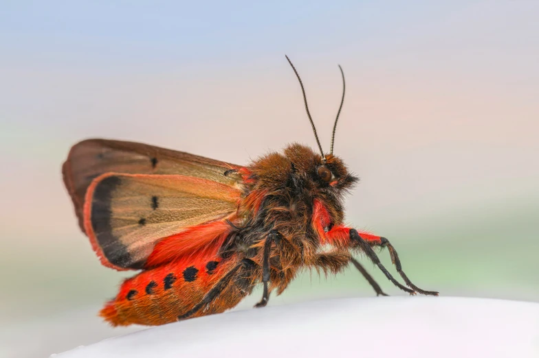 a brown and orange insect sitting on top of a white surface