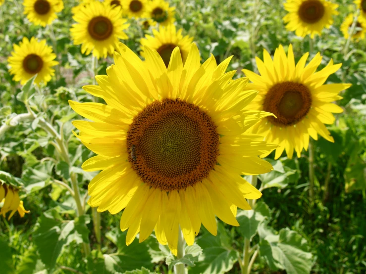 a field with lots of tall yellow sunflowers