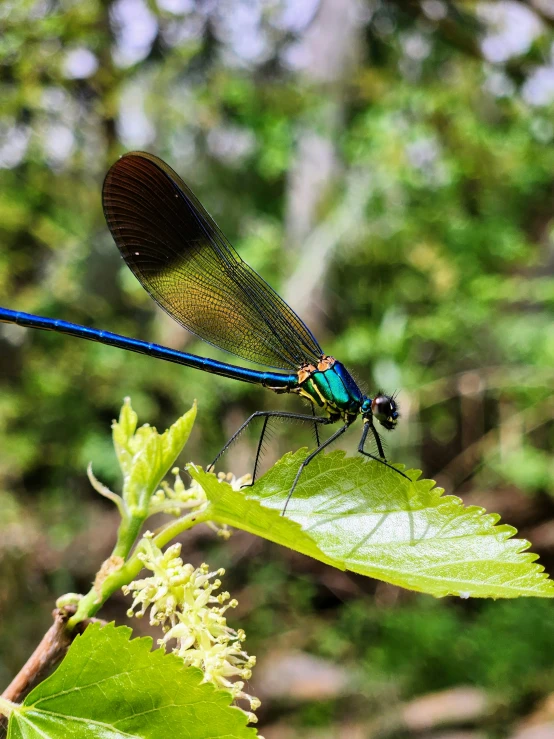 two blue and green colored insects are sitting on a leaf