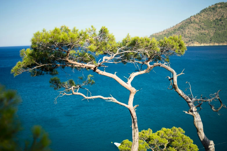 a blue sea and a lone tree sitting alone