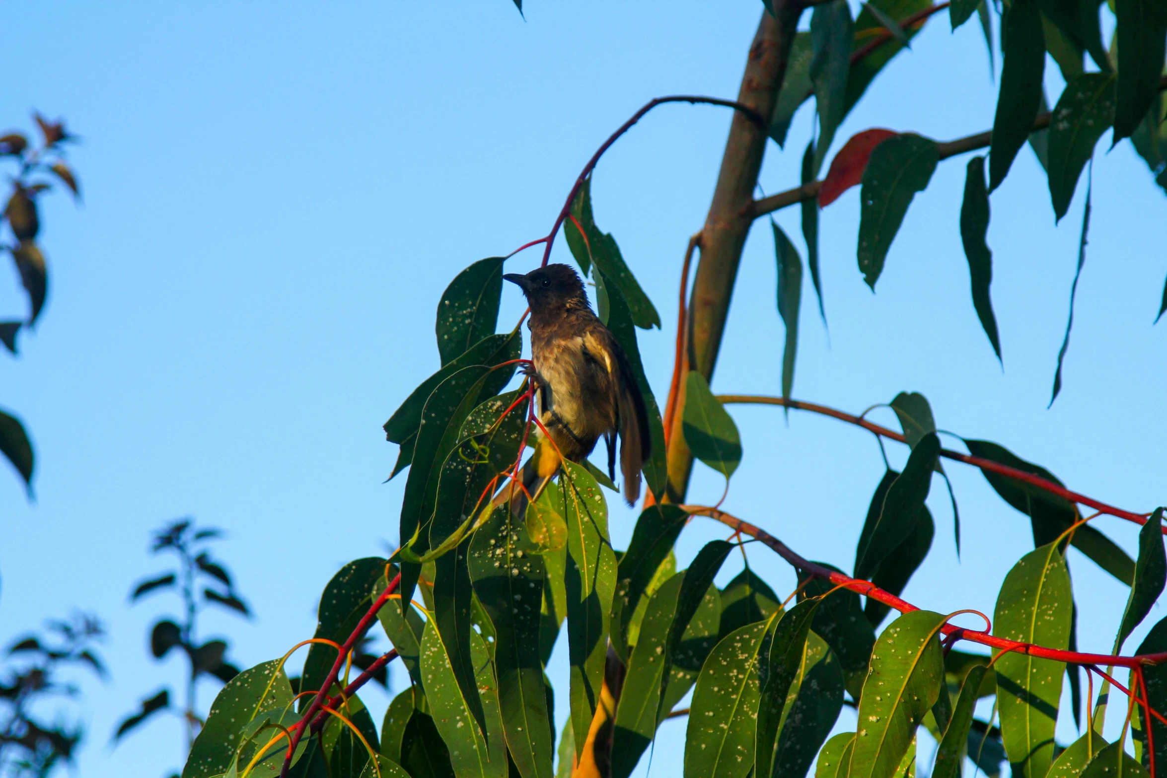 a bird sitting in a tree nch on top of a leafy green