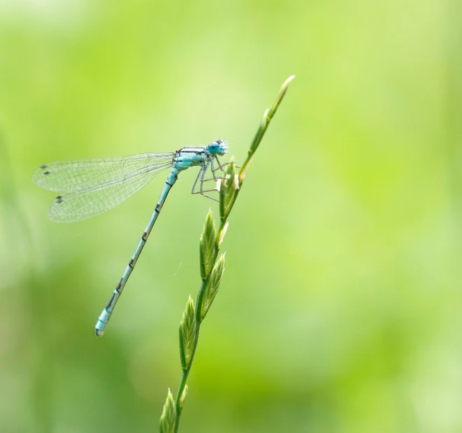 blue dragonfly is sitting on a green flower