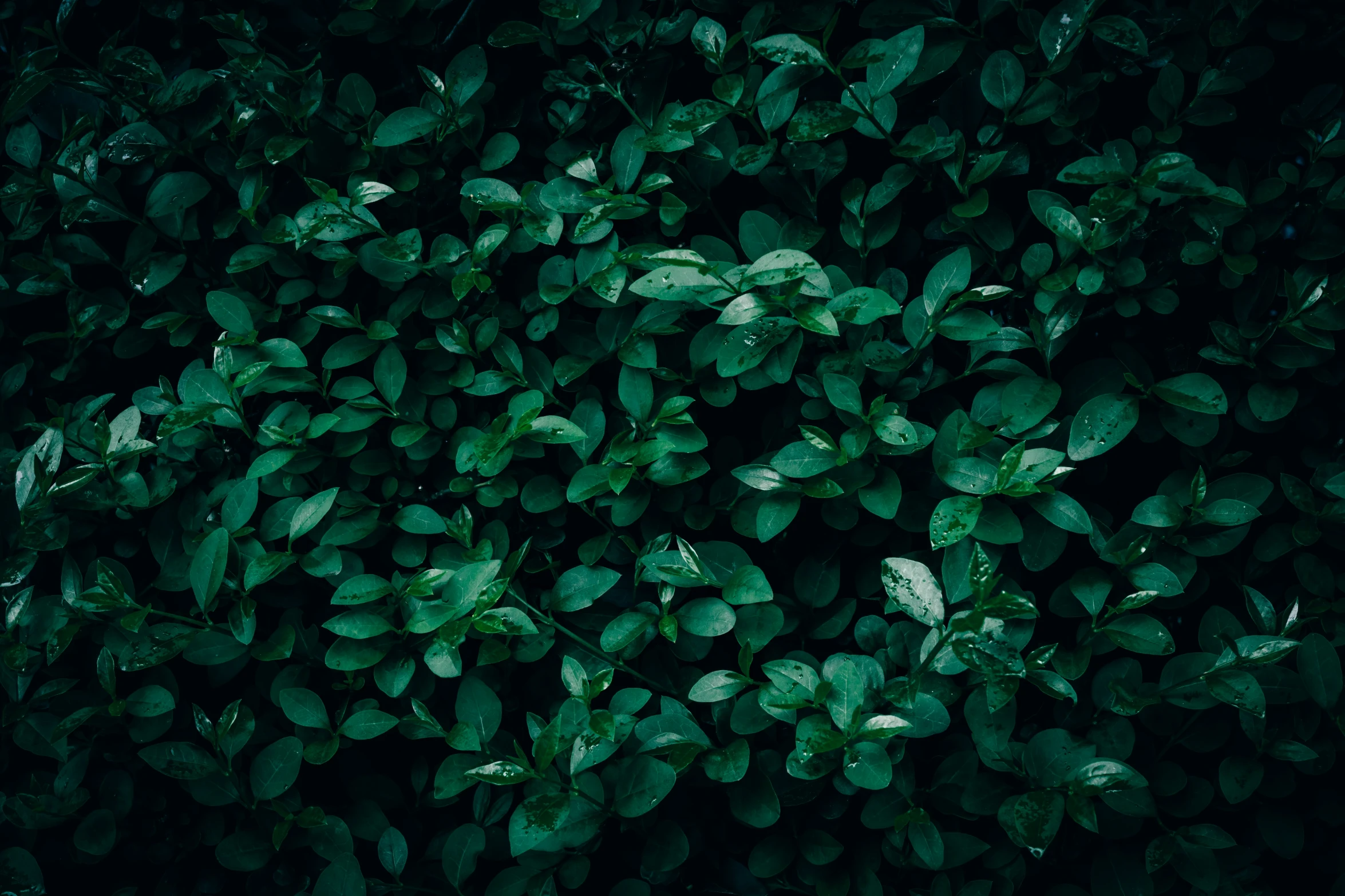 a very big tree with some green leaves