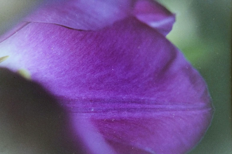 a single flower in bloom against a green background