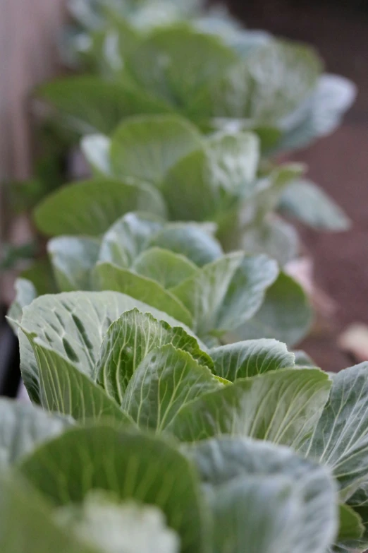 a row of green plants in the garden