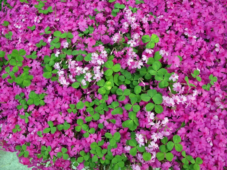 a very pretty purple flower with green leaves