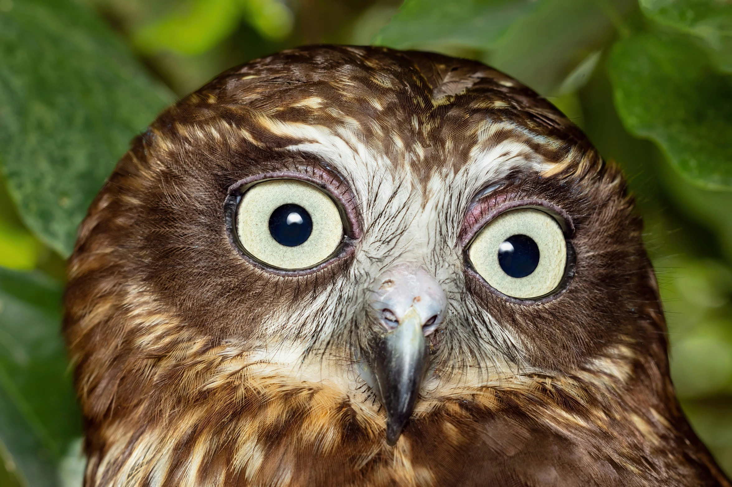 an owl with a big open mouth standing next to leaves