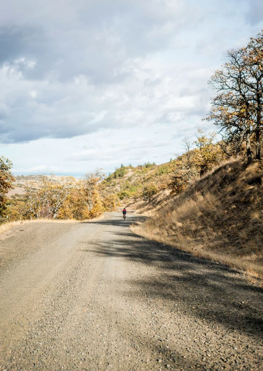 a dirt road with trees on the side