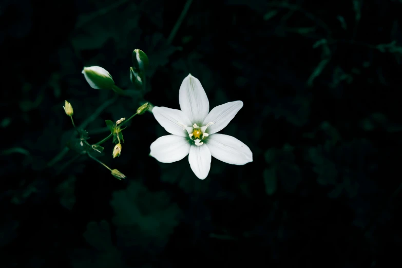 a white flower with several petals on it