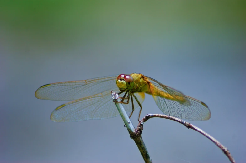 a yellow dragonfly perched on top of a tree nch