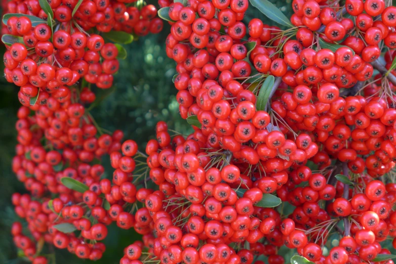 the bright red berries are growing on the tree