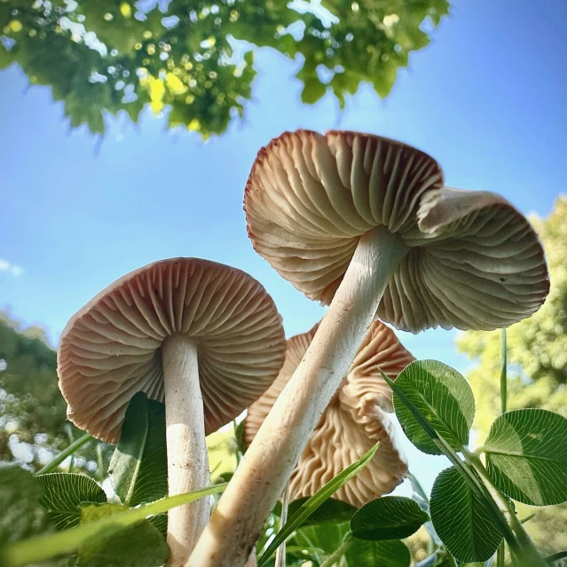 a group of mushrooms on the leaves of a tree