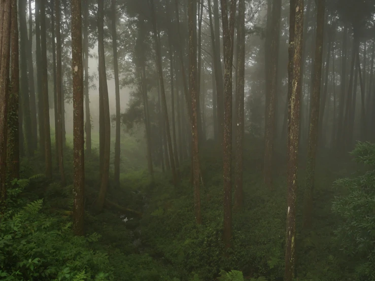 a picture of a foggy morning in the woods