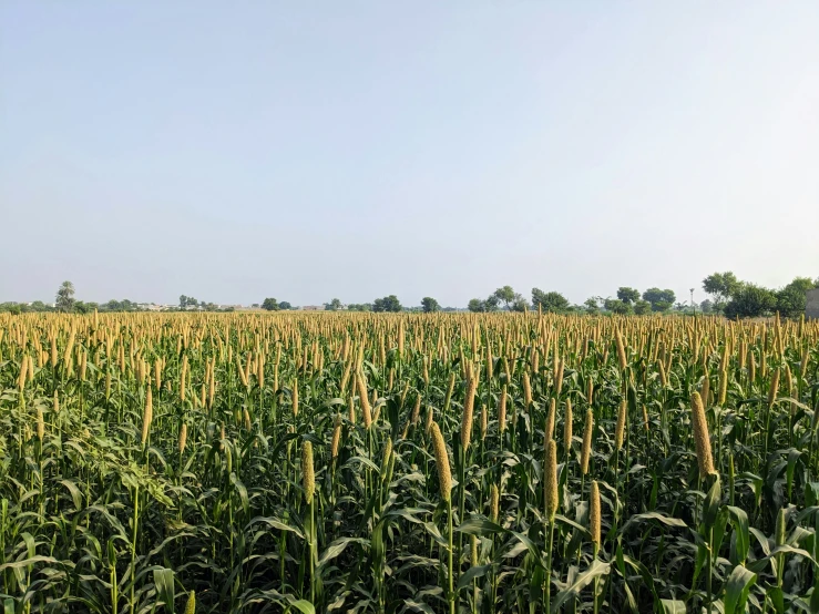 the tall stalks of corn are ripening in a large field