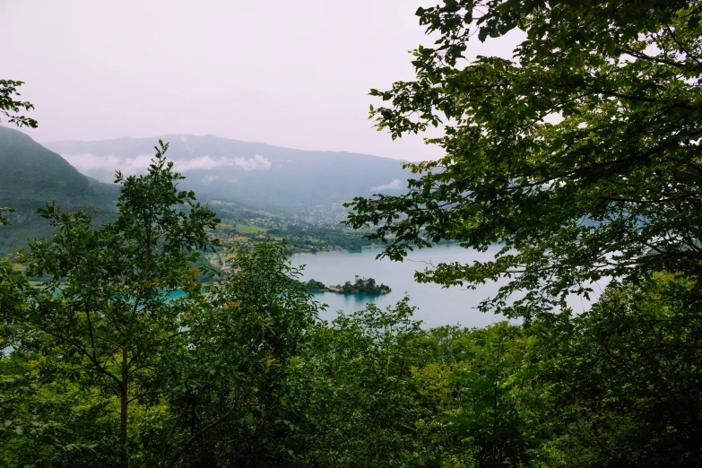 a bird flying over the forest and a body of water