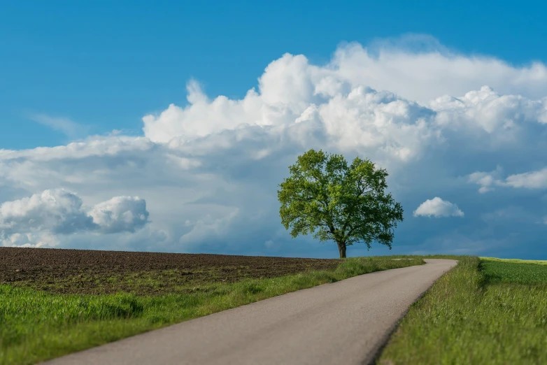 tree and grassy field with paved road in foreground