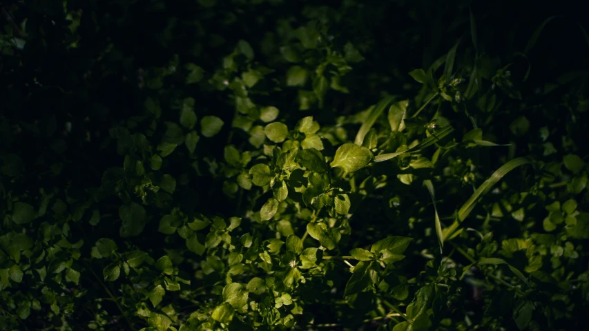 a dark forest filled with lots of leafy green plants