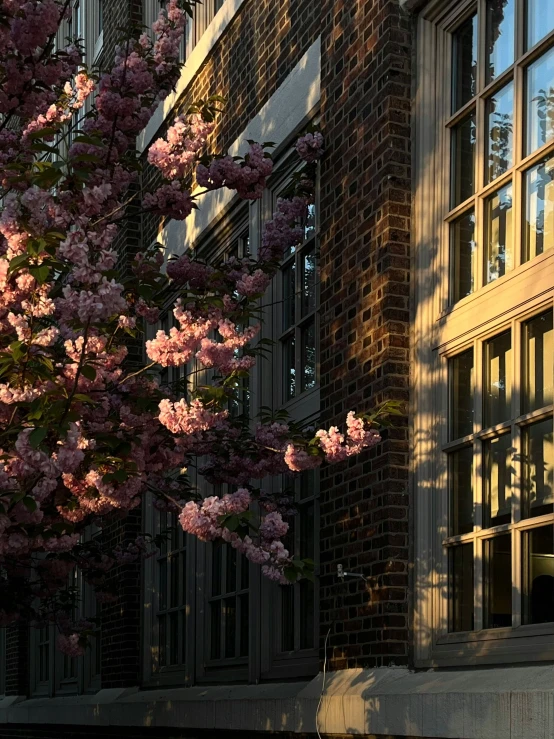 a flowering tree outside the windows of a building