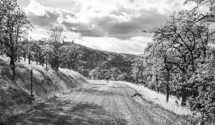 a black and white image of trees in the distance