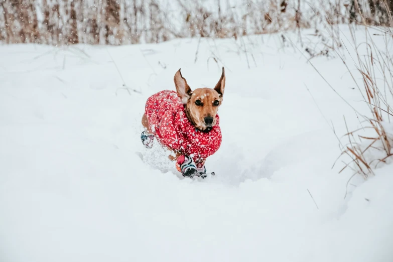 a small dog in a pink coat in the snow