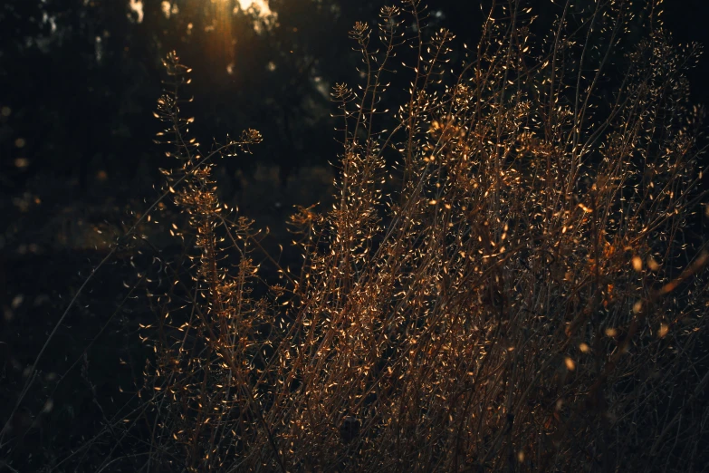 a field that has some brown grass and it's sun coming through the trees