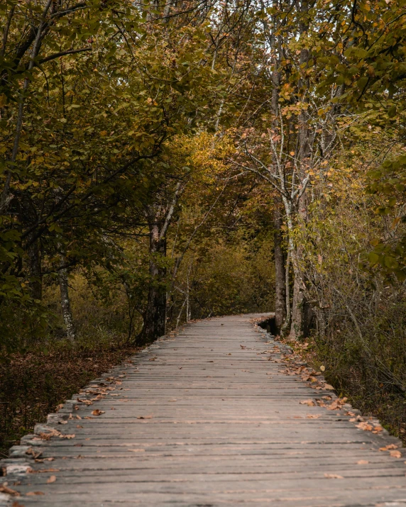 a tree lined trail in an autumn forest