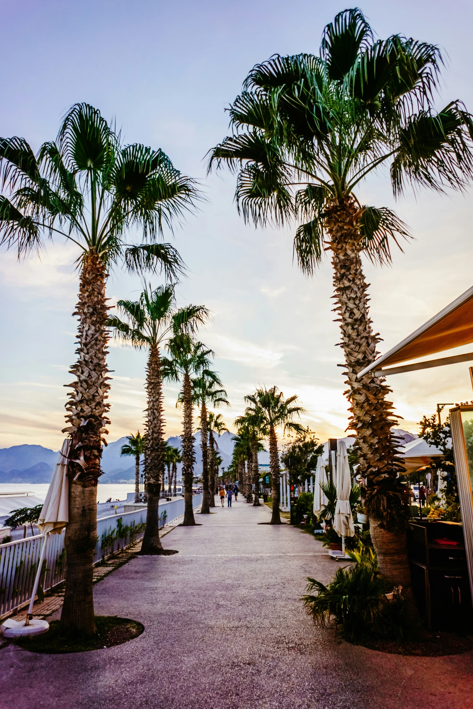 palm trees line the pathway that winds through the coastal town