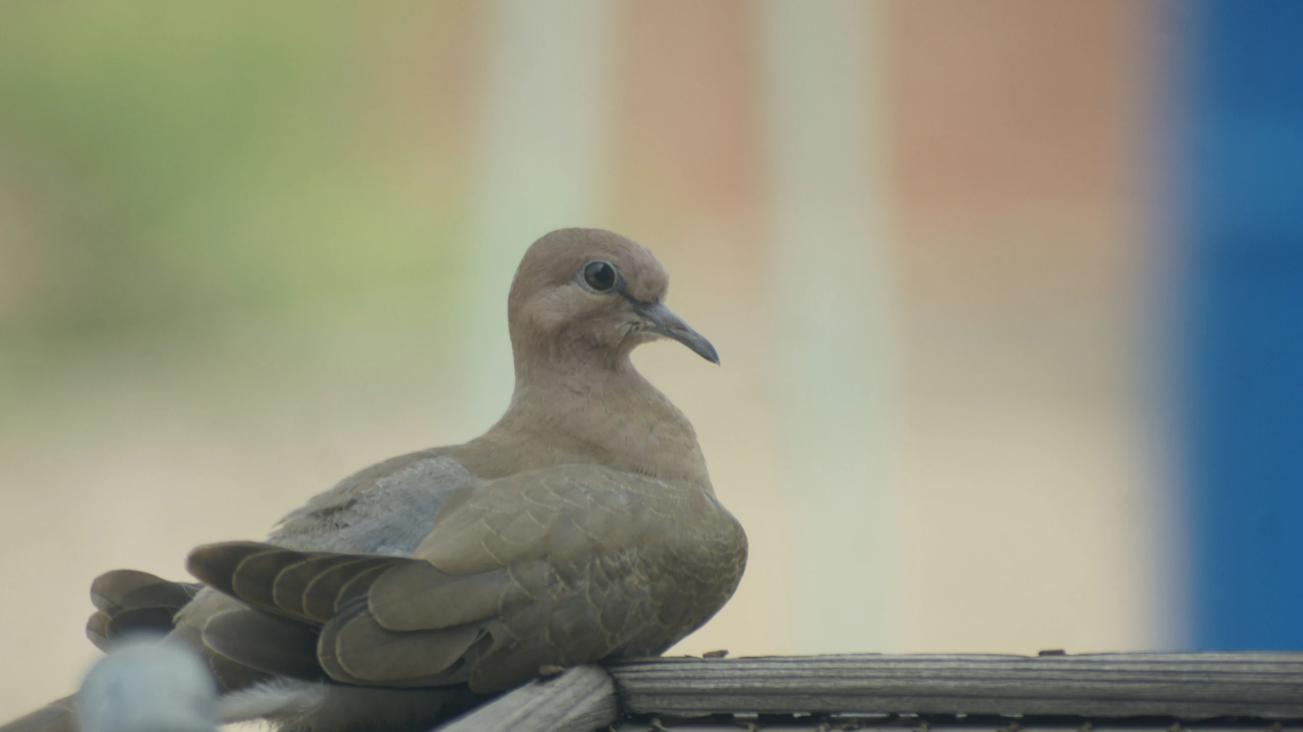 a close up of a bird perched on top of a wooden pole