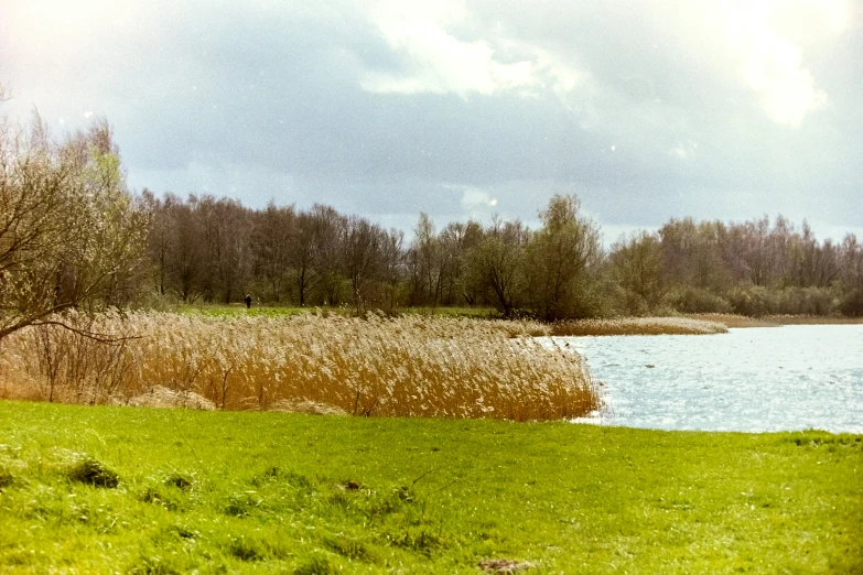 a small white bird is standing near water