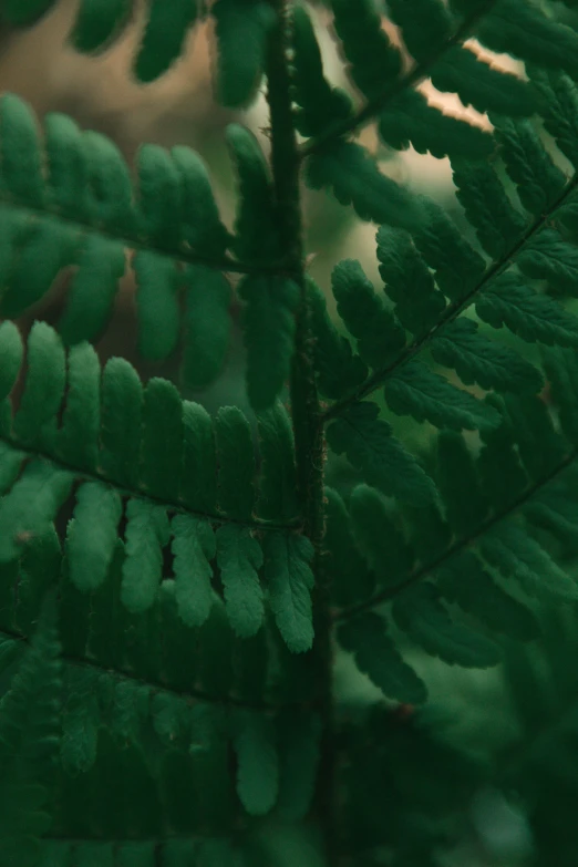 the back side of green leaves on a leafy plant