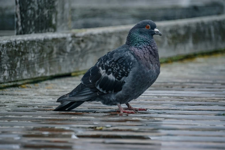 a close up of a bird on a street