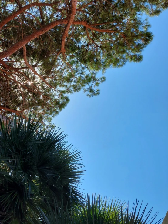 a bird is perched on a nch of a tree