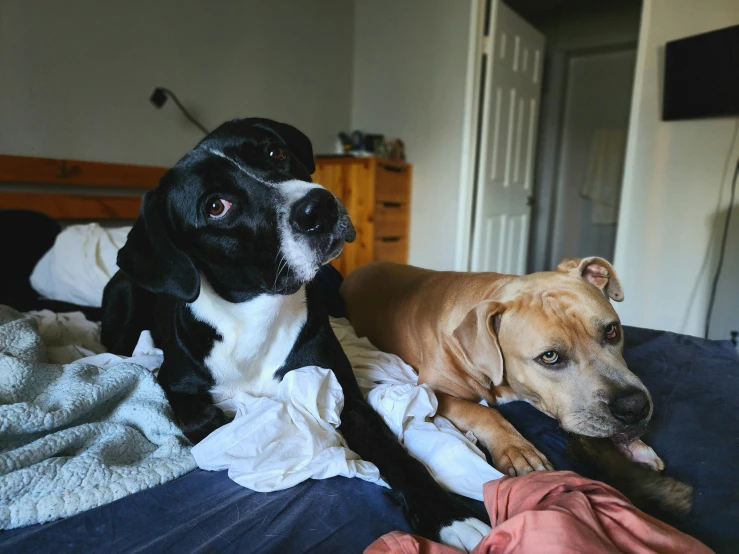 two dogs looking up while laying on a bed