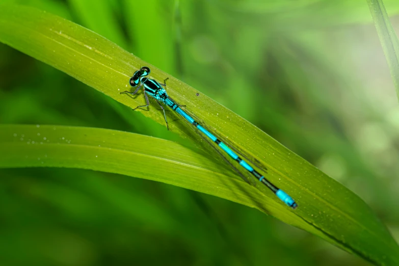 a blue beetle sitting on top of a green leaf