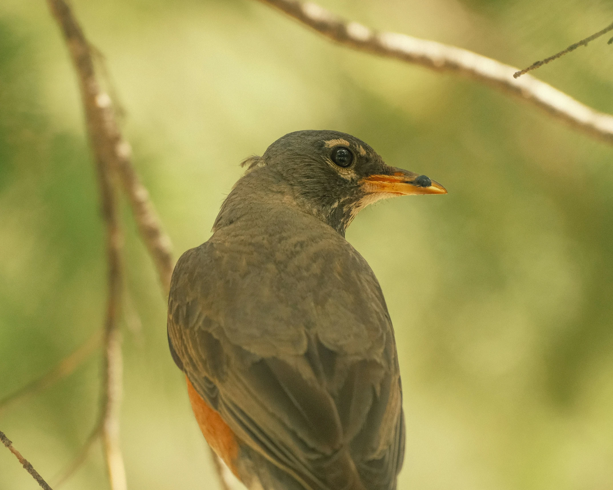 a black bird sits on a nch with brown around it