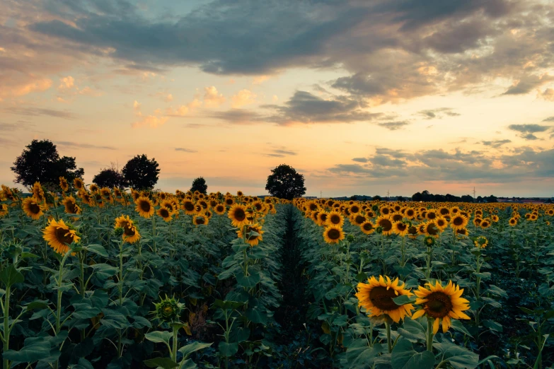 a sunflower field at sunset with clouds in the sky