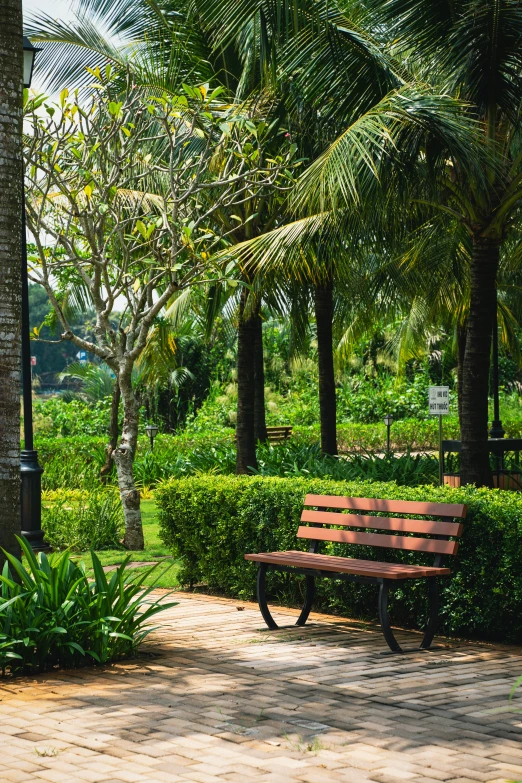 wooden bench near tropical trees in the park