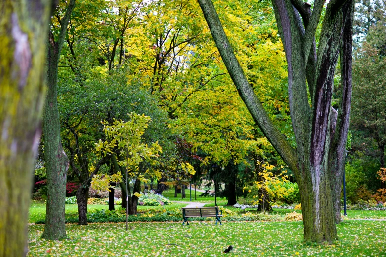 the park is full of trees and benches with a pathway that splits to the left