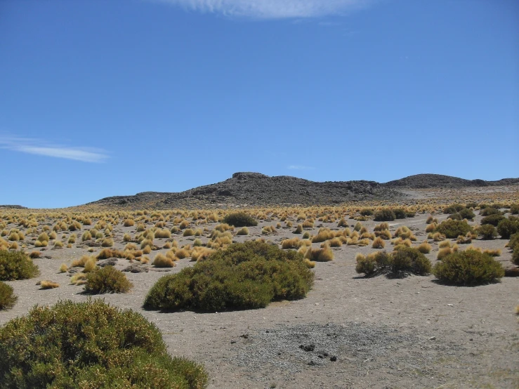 a field of bushes and rocks in the background