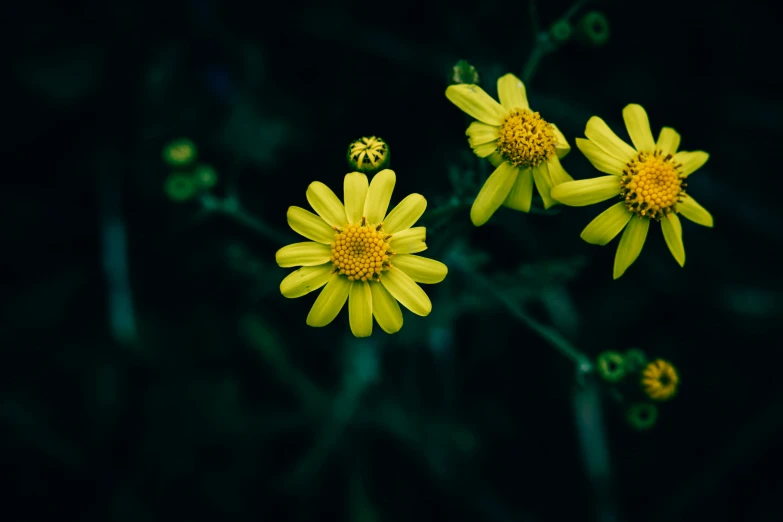 small yellow flowers with dark background