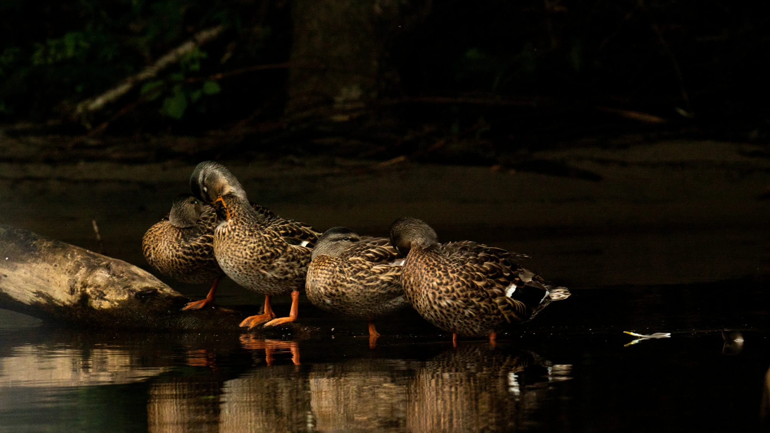 three ducks stand in the dark on the water