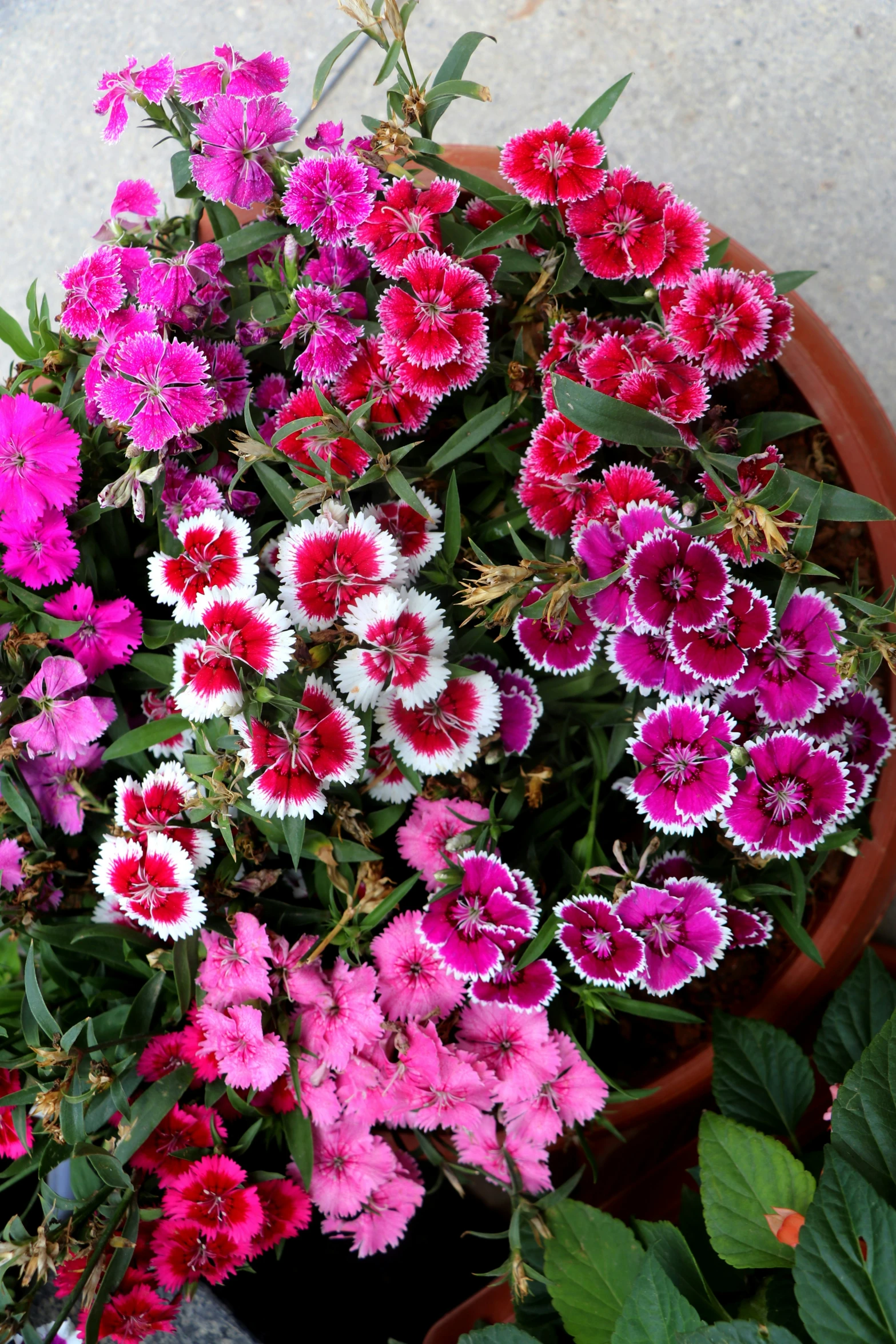 a pot filled with lots of pink and white flowers