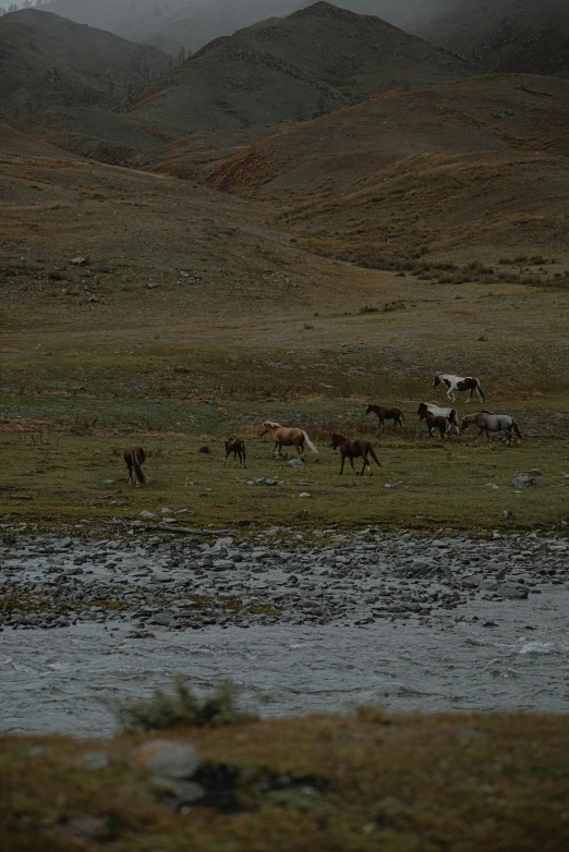 many horses are grazing in the field near a stream