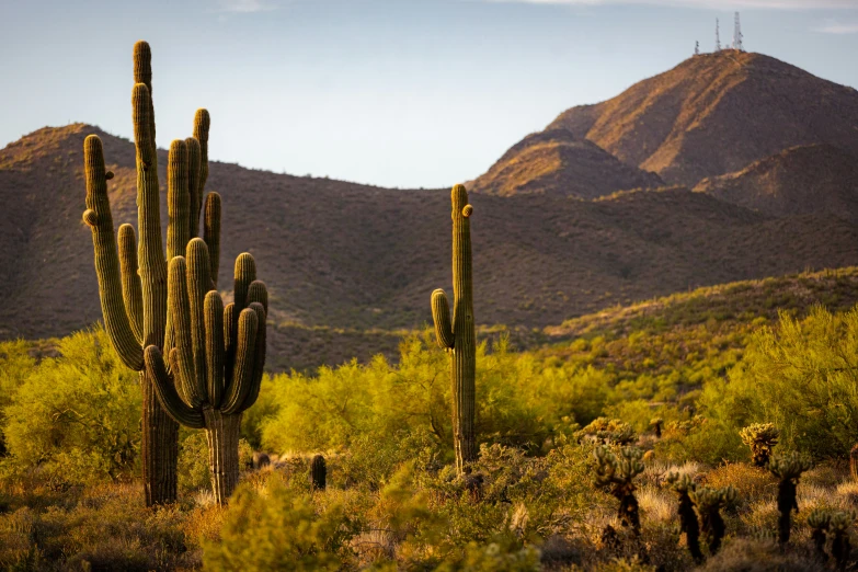 the cactus bushes are in front of the mountains