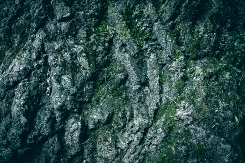 the top of a tree shows some grey leaves