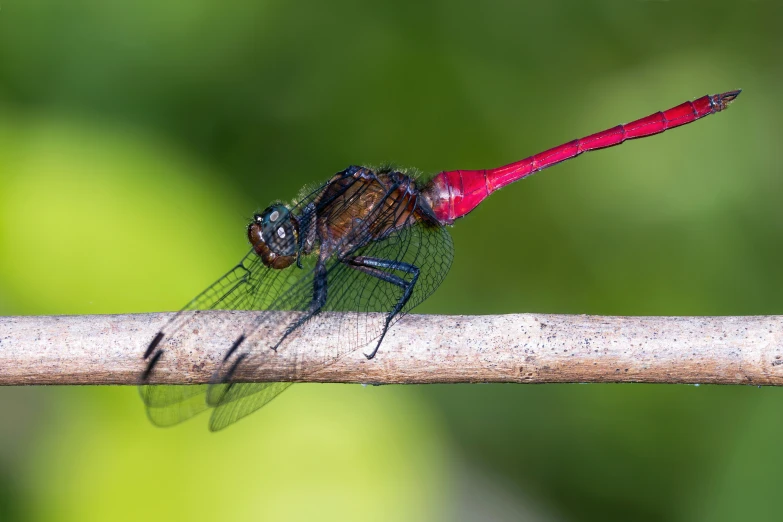 a dragonfly rests atop a nch