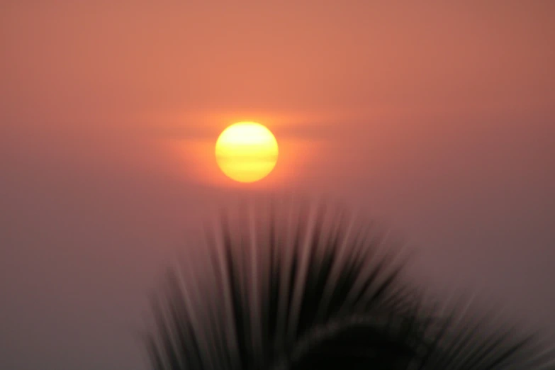 the sun is setting over a tree in the fog