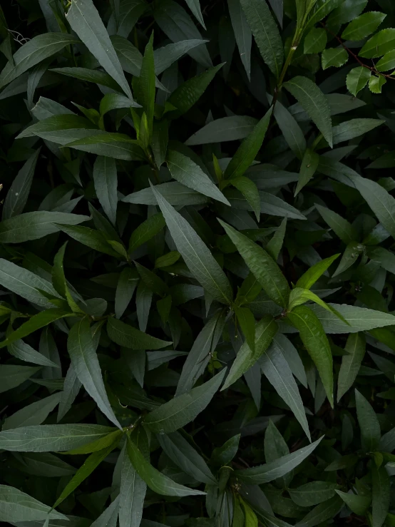 an aerial view of green plants from above