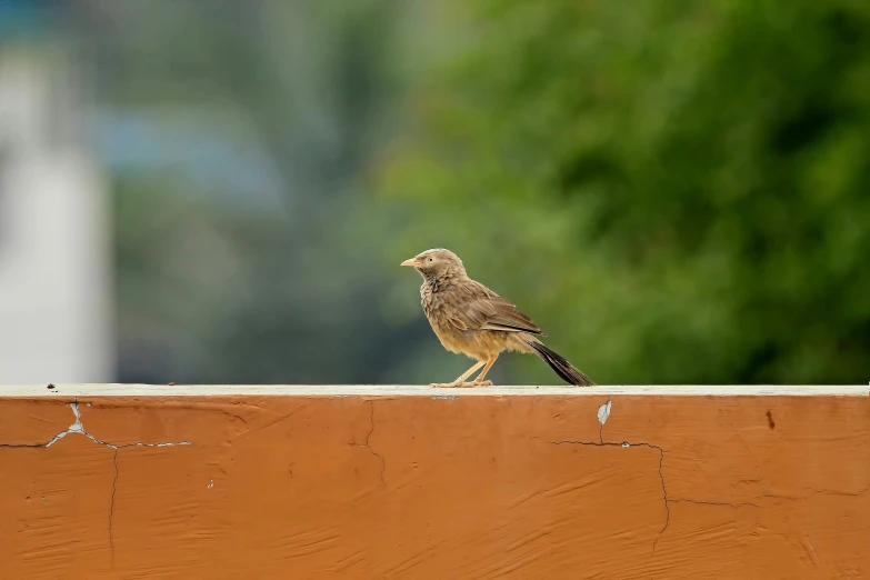 a bird sitting on the edge of a wooden structure