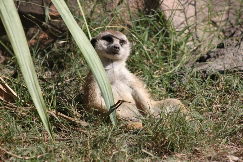 a small animal sitting on a patch of grass